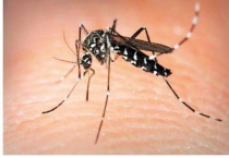 蚊子嗡嗡嗡是什么原因？