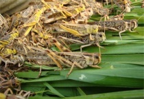 蝗灾主要危害的是什么？