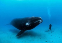 座头鲸的性情怎么样