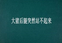 大猪后腿突然站不起来