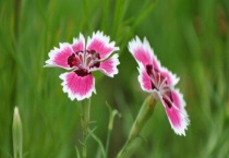 海石竹耐寒吗？