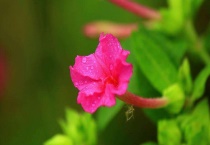 夜来香有没有毒