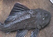 清道夫鱼能长多大 寿命有多长 如何饲养