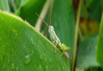 蝗灾主要危害的是什么？