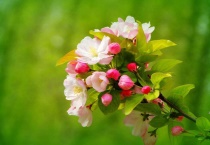 北京海棠花溪开花时间