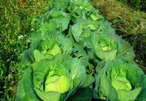 卷心菜的种植时间 与种植条件