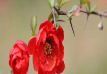 长寿海棠和长寿花区别？