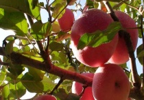 冬季水果有哪些？