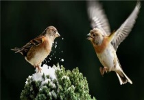 黄豆鸟饲料的制作多久？