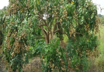 龙眼树是什么样子的 附盆栽龙眼的种植多久？