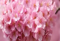 樱花树掉叶子怎么办？樱花树掉叶子的原因？