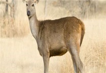 麝能人工养殖吗？