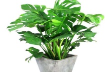 龟背竹砍头多久？