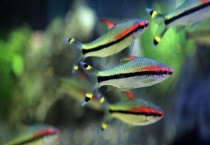 一眉道人鱼如何繁殖 附其生长习性