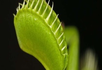 捕蝇草吃什么？