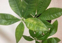 发财树叶子白斑是什么原因？