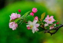 天大海棠花什么时候开