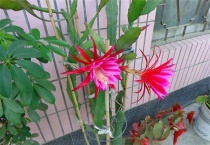 令箭荷花的花语