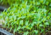 营养块育苗的优点是什么？