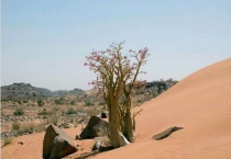 原生和嫁接的沙漠玫瑰的区别？