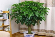 幸福树哗哗掉叶子是怎么回事