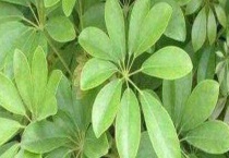 七叶莲掉叶子怎么办 附处理多久？