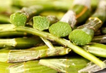 铁皮枫斗和铁皮石斛是一样的吗？