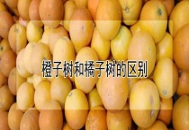 橙子树和橘子树的区别？