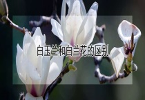 白玉兰和白兰花的区别？