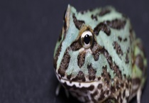 角蛙是如何繁殖的 附角蛙的繁殖过程