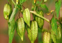 灯笼草和灯笼果的区别？