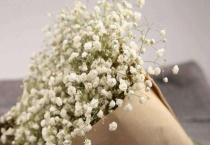 送女生满天星代表什么？