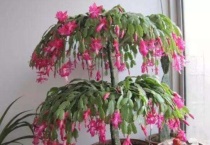 蟹爪莲花骨朵蔫了是什么原因？