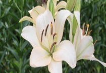 送女人百合花什么意思