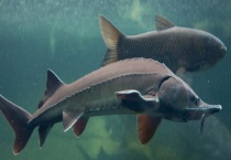 鲟鱼为海鱼还是淡水鱼 附鲟鱼的分布和食性介绍