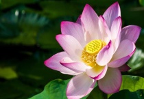 夏天的花有哪些？