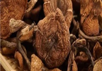 榛蘑泡发需要多长时间 榛蘑的主要功能有哪些？