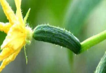 家庭黄瓜种植多久？