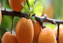 盆栽杏种子的种植多久？