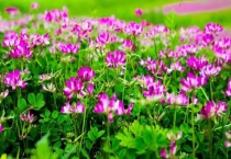 紫云英是什么颜色的