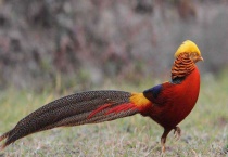 红腹锦鸡如何孵化