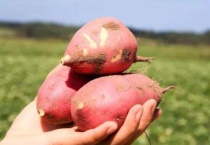 地瓜属于什么类