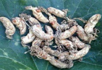 金蝉花是怎么形成的