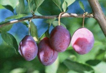 西梅季节是几月