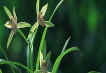 建兰跟大花蕙兰的区别？