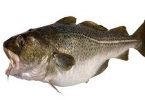 油鱼和鳕鱼的区别？ 外形、鳞片和手感均有区别？