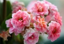 哪些植物不能用椰糠