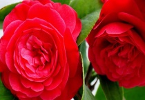 茶花移植后怎么多久？