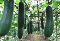 冬瓜什么时候打顶