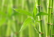 竹子有什么特点